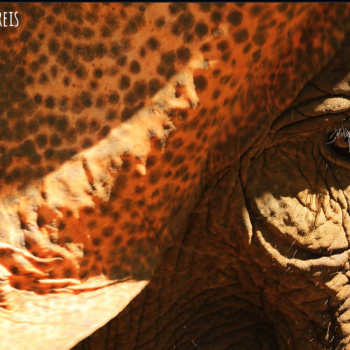 Mondulkiri Project